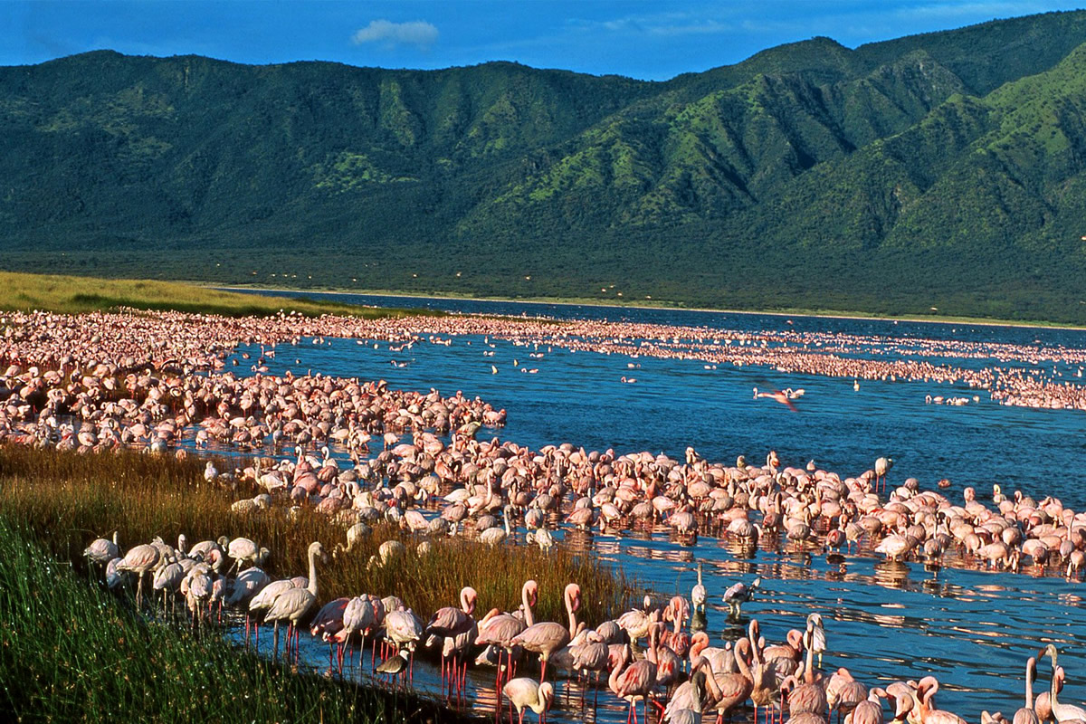 3 Nights - 4 Days - (1 Night Lake Naivasha - 2 nights Maasai Mara)