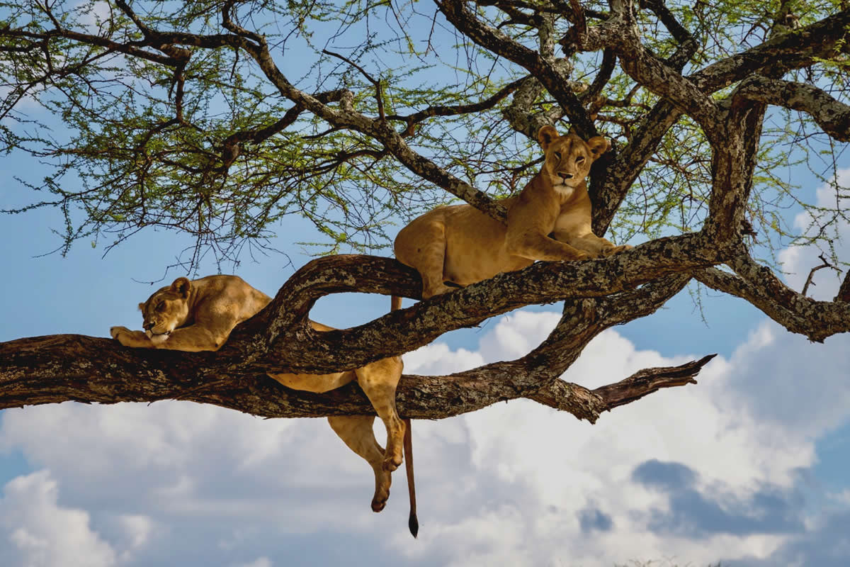 Manyara - Ngorongoro - Tanzania Safari